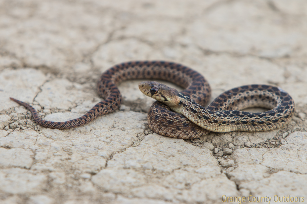 Pacific Gopher Snake Orange County Outdoors